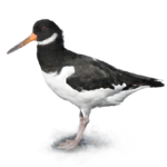 Huîtrier pie dessin d'huitrier pie, un oiseau d'Islande