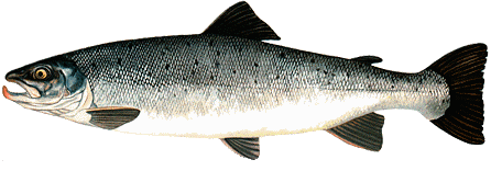 saumon atlantique