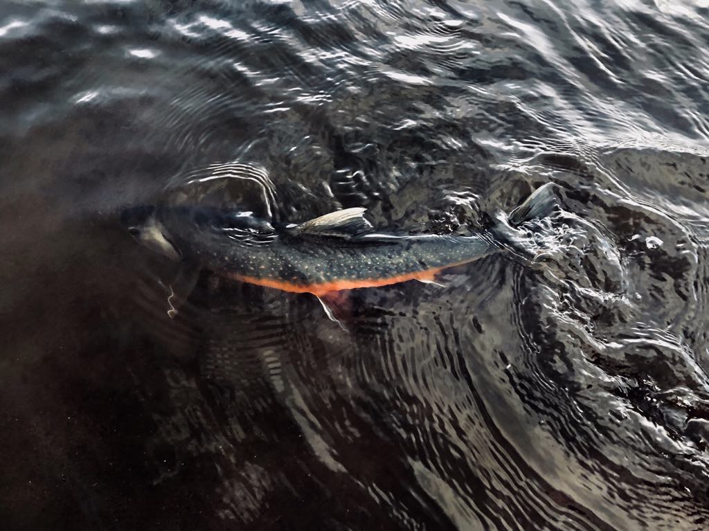 Omble arctique Omble arctique dans la rivière de la plaine du renard polaire en Islande
