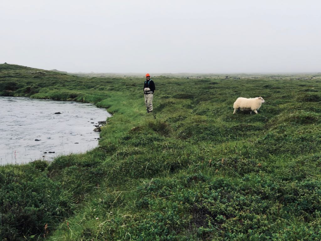 Plaine du renard polaire Homme et mouton dans la plaine du renard polaire en Islande