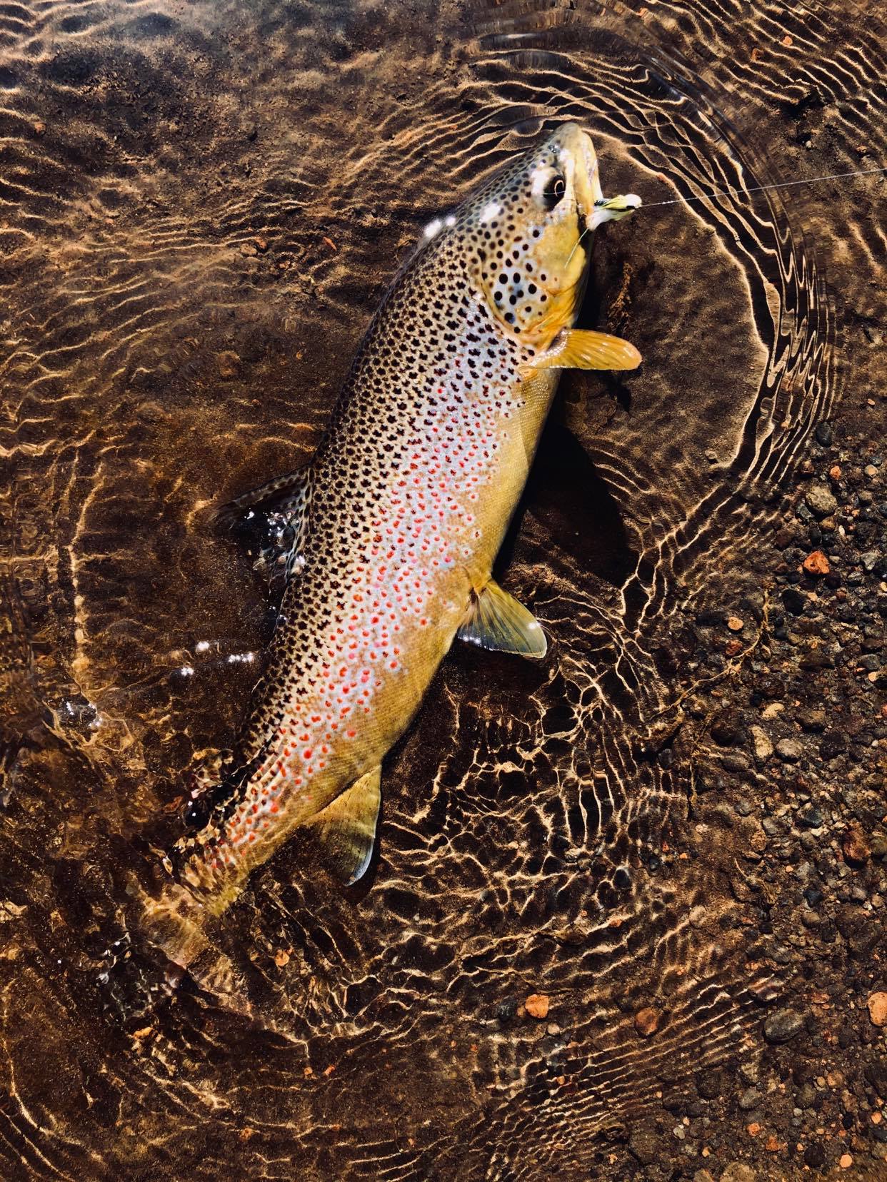 Truite fario dans la plaine du renard polaire