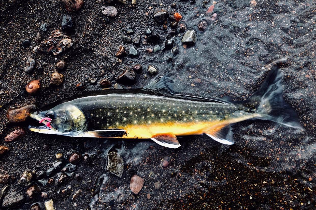 omble arctique pêché en islande lors d'un tour de pêche avec peche islande