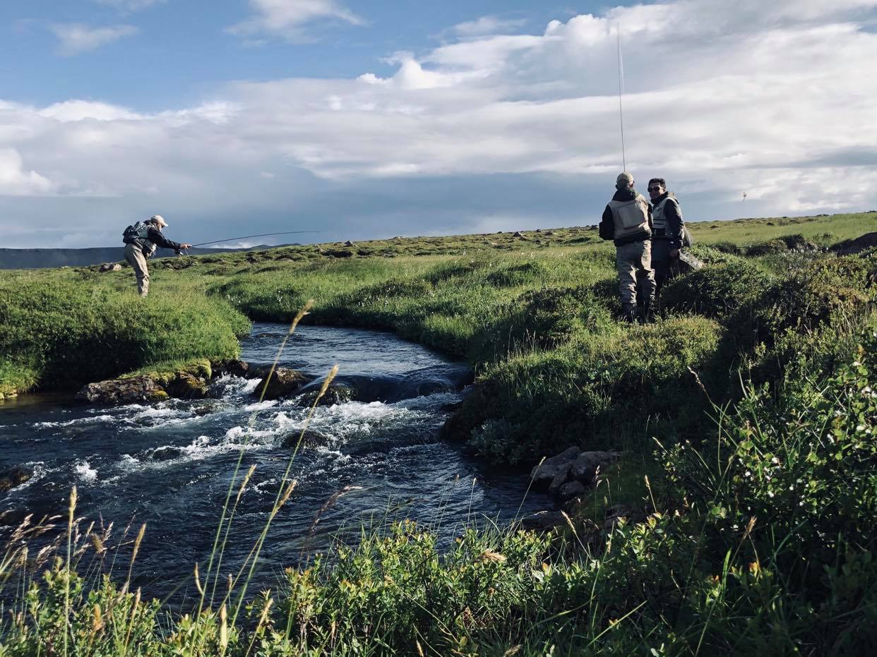 Homme et mouton dans la plaine du renard polaire en Islande