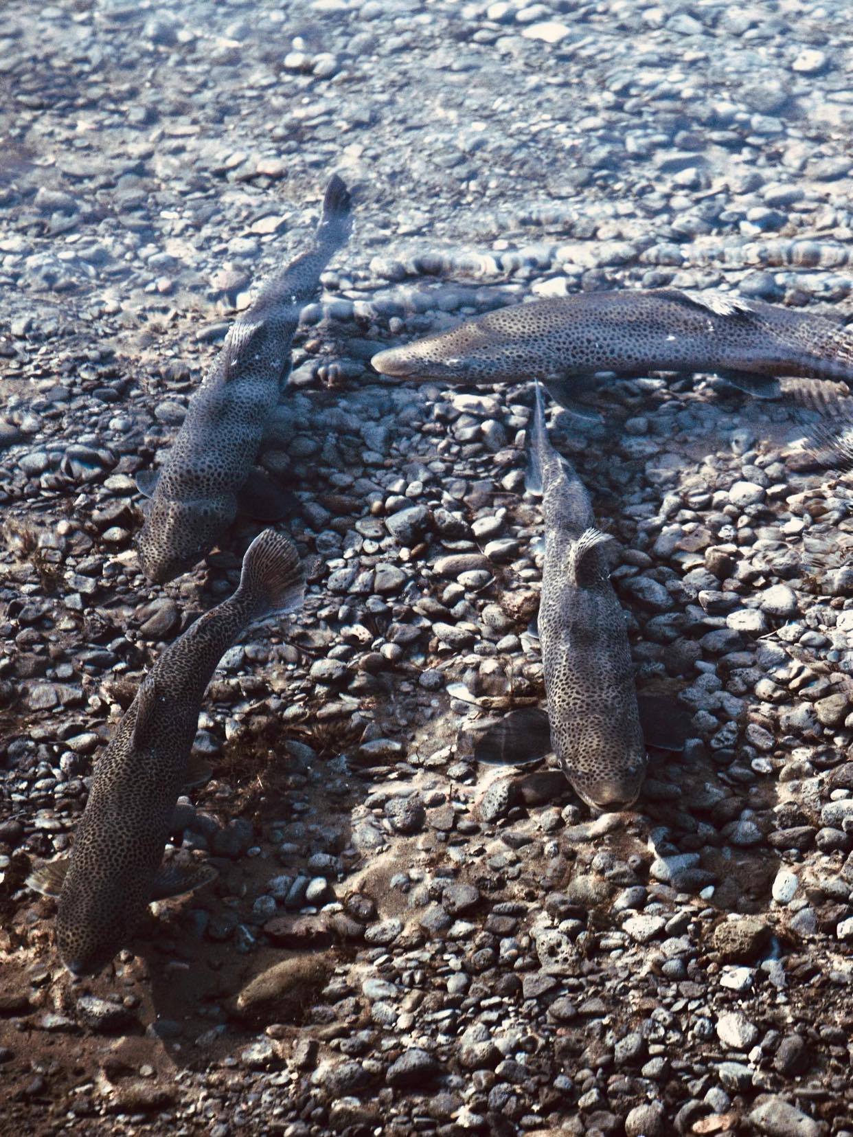 Quatre truites trophées dans le lac de Thingvallavatn en Islande