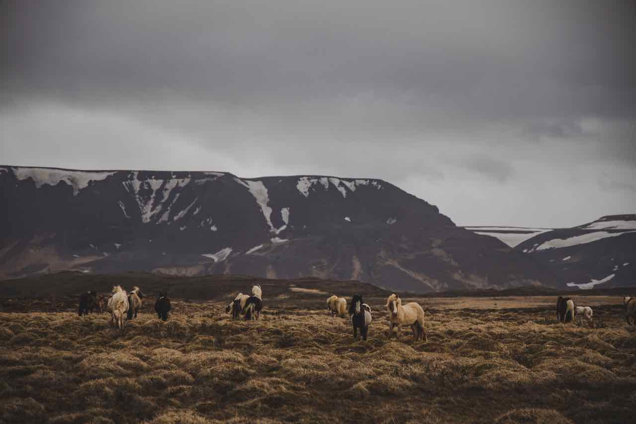 Horde de chevaux Islandais avec montagne en arrière plan